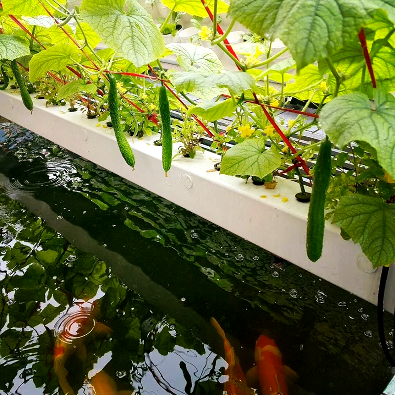 曲靖市蔬菜大棚鱼菜共生 - 价格